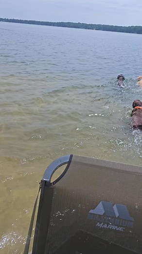 31 reactions · 4 comments | Fritz Pointing Labs on Reels | Facebook