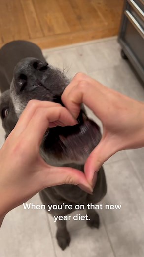 #fyp #dogsofttiktok #greatdane #diet #greatdanesoftiktok #greatdanelife #yum #eating #snack #dogsontiktok #dogs