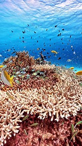 51 reactions · 8 comments | A stunning underwater world. #underwaterworld #underwater #underwaterphotography #scubadiving #diving #scuba #underwaterlife #ocean #underwaterphoto #sealife #marinelife | Nature at its Best | Facebook