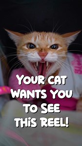 We have a BIG NEWS! CATAPALOOZA is happening at Pet Fed this year!!! 🐱✨ 🐾 Indoor Cat Zone 💉 FREE Microchipping 🐱 Kitty Play Pen 🏃‍♂️ Cat Agility 🎨 Face Painting & Caricatures 👗 Cat Fashion Show 🧑‍🏫 One-on-one with Cat Experts 🛍️ Cat Stalls 🎮 On-Stage Games 🎉 LOTS MORE… 📅 23rd-24th November 📍 Jayamahal Palace, Bengaluru Tag your fellow cat lovers and let’s make this an unforgettable weekend! 🎟️ Hit the link below to book your passes now! @droolsindia presents Pet Fed Bengaluru powe