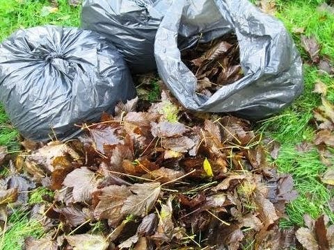 How to Make Leaf Mold - Improve your Garden Soil
