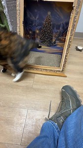 The Cattery Live After Dark! | The Cattery Cat Shelter