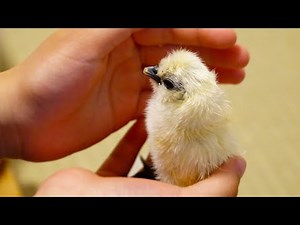 烏骨鶏(ウコッケイ)の雛(ヒヨコ)が孵化したよ！！ Silkie chicks hatched from eggs