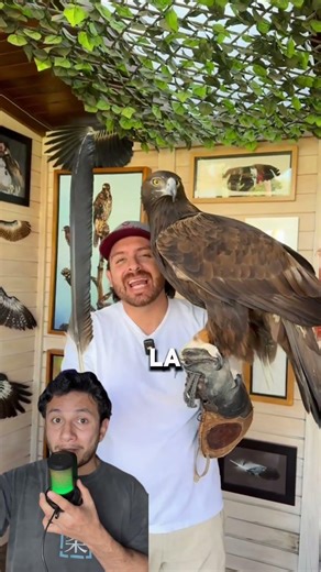 El Condor De Los Andes😳 SUSCRIBETE👆🏻 #scary #curiosidades #bird #ave