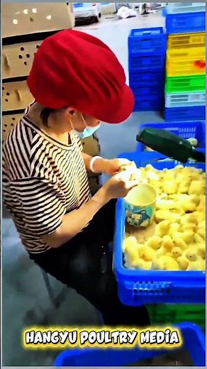 How Hatcheries Identify Male and Female Chicks | Baby Chick Sorting Process#PoultryFarming
