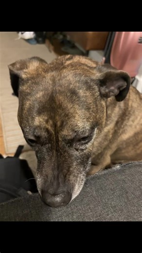 Same as usual daily nibble #dog #nibble #cobbing #nibblenibble #pitbull