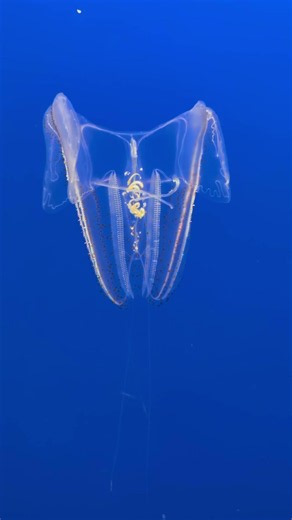 Comb jelly #Monterey bay aquarium
