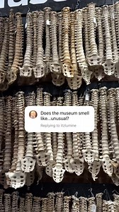 Come find out for yourself! We’re open Wednesday to Sunday 11 to 7 | The Bone Museum