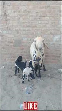 Cute Baby Goats Playing | Village Life Fun #shorts