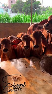 These Brahman Calves are Pure Beauty🐮✨ #foryoupage #calf #Brahman #trend #sumonscattle #bulls #viral #farm | SUMON’S CATTLE