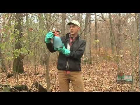 Rid Your Woods of Buckthorn