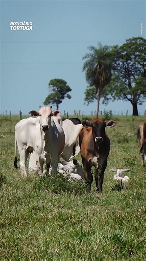 Intelligence and creativity drive excellence in livestock farming | Tortuga News