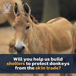 16 reactions | Due to a global demand for donkey skins for Ejiao - a...