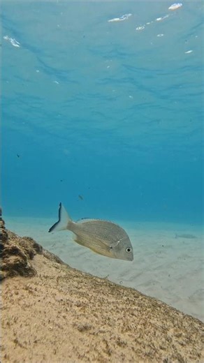 SNORKELLING CRYSTAL CLEAR CREEK! | Curious Porcupine Fish & Huge Schools (Cudgen Creek)