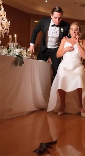 Lizard Found Hiding Under The Bride’s Dress! 😱 Groom Panics