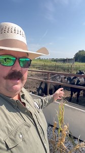 How do we make sure every steer gets the right amount of ADM Beef Trate each day? 👉 The law of averages keeps the ration balanced. #RanchLife #CattleFeeding #ADM | Bar 7 Ranch