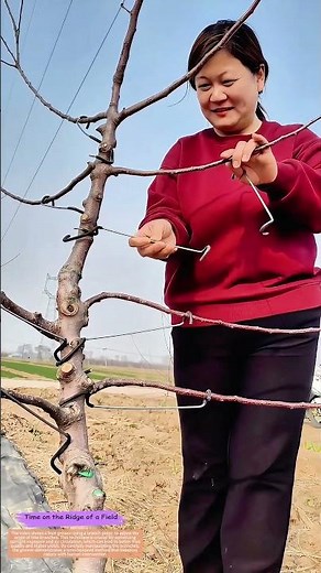 How Pulling Branches Enhances Harvests#FruitTreeCare #AgriculturalInnovation