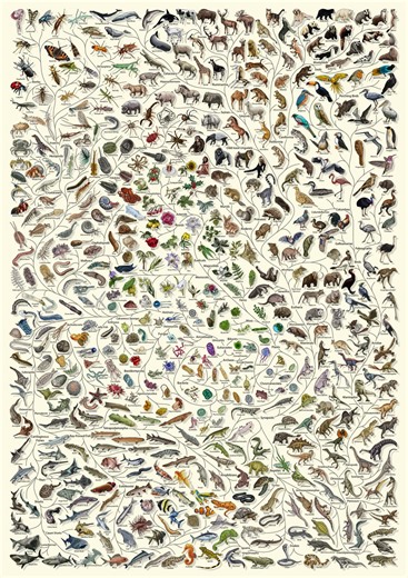 Evolution Tree Poster: Natural History, Animal Chart - Etsy