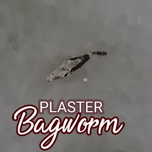 PLASTER BAGWORM | An Insect that Looks Like a Pumpkin Seed