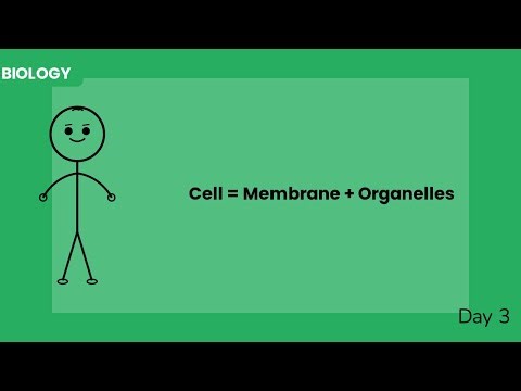 The Animal Cell Explained: Organelles, Functions & Cell Theory (Complete Guide)