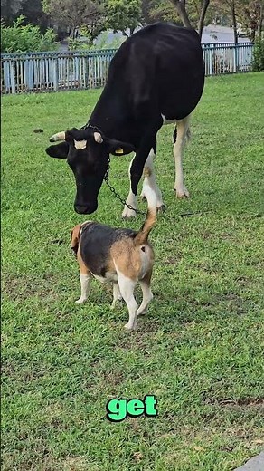 The Secret Life of Cows: Fascinating Facts! ✨