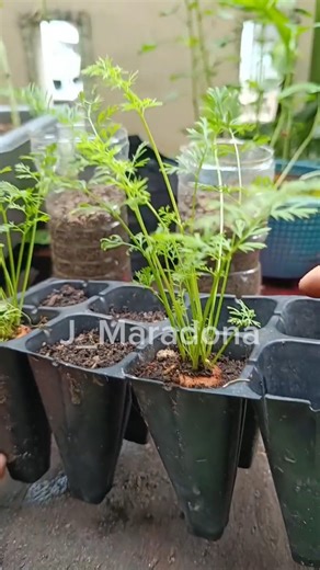 How to Get Carrot Seeds from a Regrown Root #gardenhacks