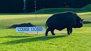 Two people hurt after pigs rampage on golf course