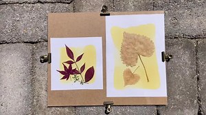 DIY Anthotype Solar Printing Kit, Artistic Sun Printing, Fall Craft Kit - Etsy