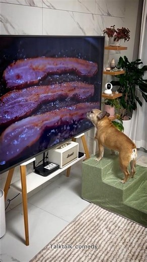I had pity for the innocent dog #talktalk_comedy #funny #bestcomedyskit