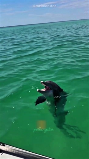 This Dolphin Just Wanted A Bite 😍