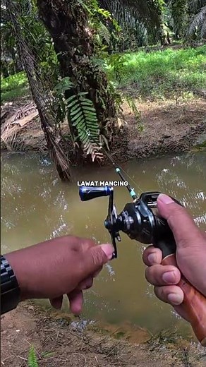 It doesn't take long to find cork in the ditches of the oil palm plantation. 💥🎣😱 #fishing #castin...