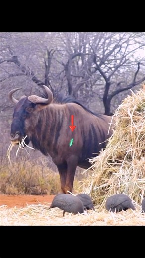 🐃🌿🏹 Дикий буйвол появился рядом с лучником в лесу #дикийбуйвол #буйвол #лес #лучник