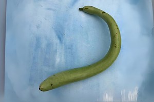 Cucuzzi Gourd Seeds: Italian Heirloom, Edible Light Green Gourds - Etsy