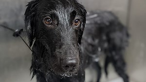 12 Dog Breeds with Remarkably Long Lifespans