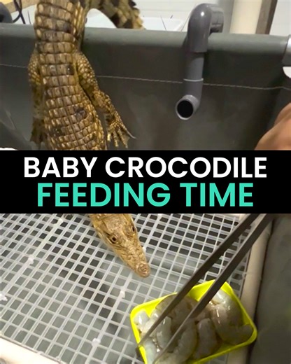 This man has a pet baby crocodile and it is adorable and HUNGRY! ❤️ | Animal Antics
