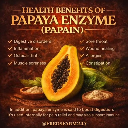 🍈✨ Papaya Enzyme (Papain) is one of nature’s best digestion helpers. If you’ve been dealing with bloating, slow digestion, constipation, or feeling heavy after meals, papain may help support the breakdown of proteins so your gut can do its job smoother. People also use it to support: ✅ inflammation balance ✅ muscle soreness recovery ✅ throat immune support ✅ overall digestive comfort ⚠️ Quick note: If you’re pregnant, have ulcers, or take blood thinners check with your doctor first. Have you ev