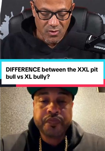 XXL pit bull vs XL bully? It's night and day! AK is the only XXL pitbull I've ever met. Bullies are bulkier, no drive, and docile. Guest @formula_1_k9s #Pitbull #XLBully #DogBreeds #DogTok
