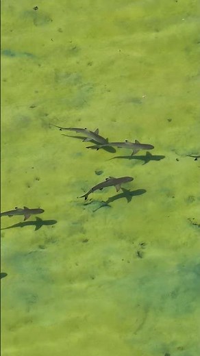 Sharks Navigating Mangroves at Ningaloo Reef