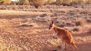 Side View Slow Motion Red Kangaroo Stock Footage Video (100% Royalty-free) 1041686596 | Shutterstock