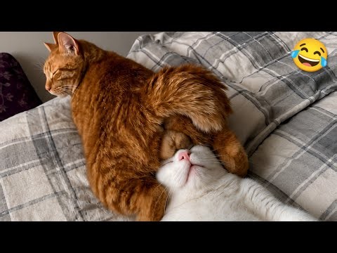 The Funniest Cats 🐈 and Dogs 🐕 This Week 🤣 | Funny Animals 🐾