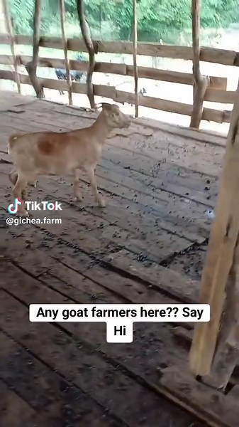 #gichehafarm #dairyfarming #goatfarming #livestockfarming #dairyfarmers