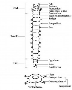 Polychaete worms (Polychaeta)