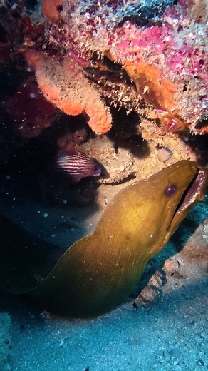 42 reactions · 3 comments | Love being underwater Who else needs some underwater therapy?? @narcosisdive #scuba #scubadiving #narcosisdive #fl #westpalmbeach #ocean #florida #diving #marinelife #shark | Sarah Cockerham-Novick | Facebook