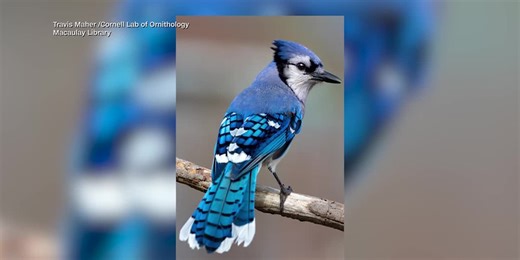 What in the world is a grue jay?