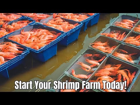 Shrimp Farming 101 A Beginner's Guide
