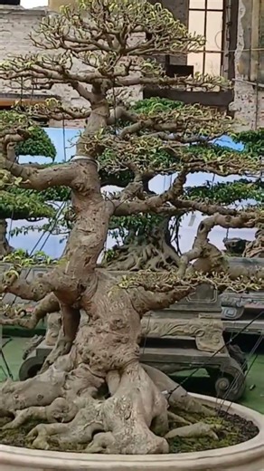 This Bonsai Looks Like a Real Forest! #bonsai #shorts