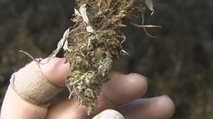 Hemp farmers harvesting crops, drying buds for CBD processing