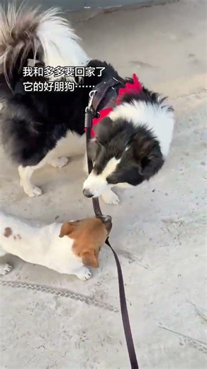 Heartwarming Dog's Emotional Goodbye