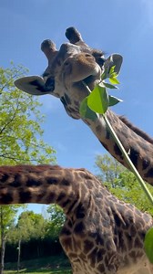 Happy #WorldGiraffeDay! Theo the 2-year-old giraffe uses his prehensile tongue to make quick work of a honeysuckle snack. We have five Maasai Giraffes in our herd: our three adult females are Tessa, CeCe, and Zoey & two younger males named Fennessey and Theo. | Cincinnati Zoo & Botanical Garden