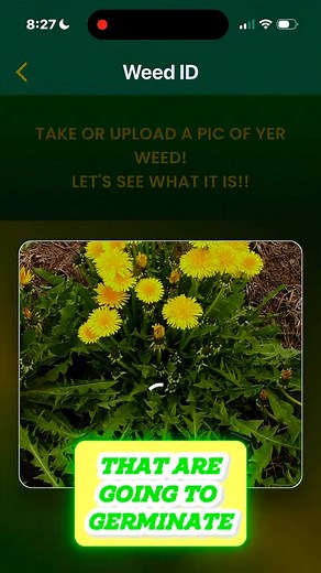 Fall is the real secret weapon for a cleaner lawn next year. When you...